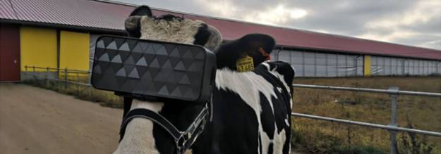 Los rusos ponen gafas virtuales a las vacas para que crean que están en el campo 1
