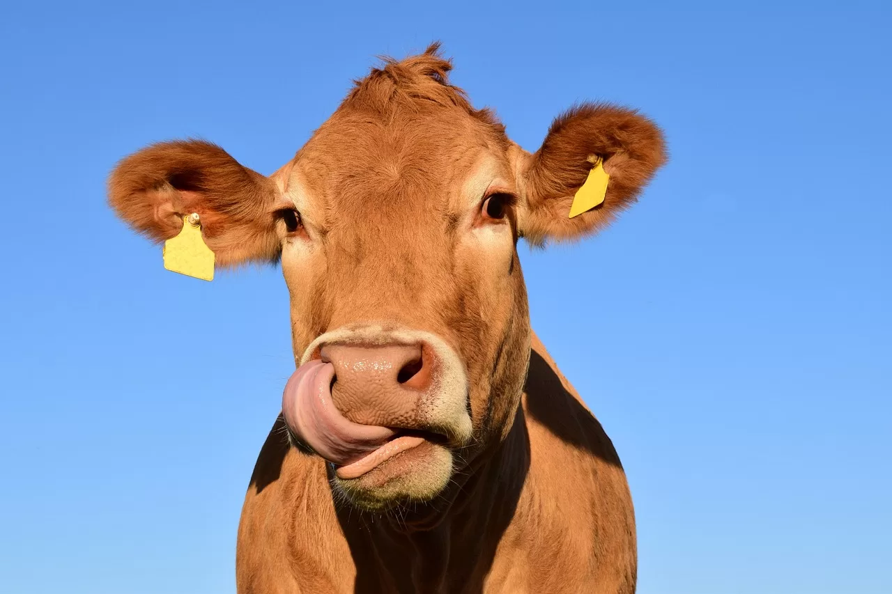 ¿Qué tiene que ver la bolsa con el peso de una vaca? 1